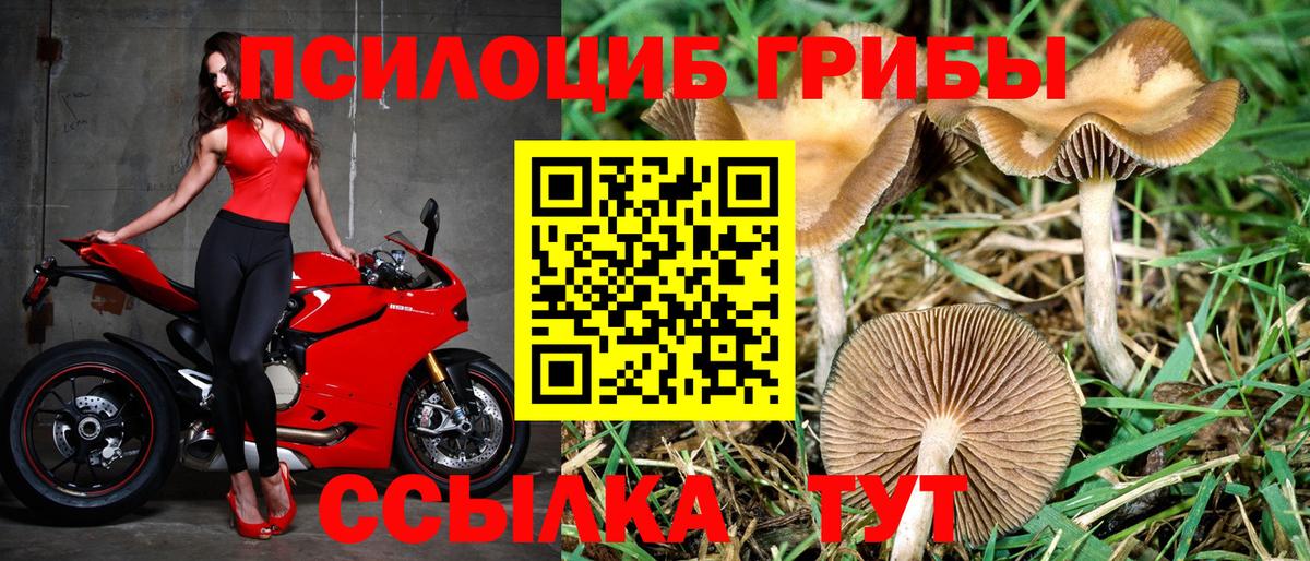 Галлюциногенные грибы прущие грибы Тамбов
